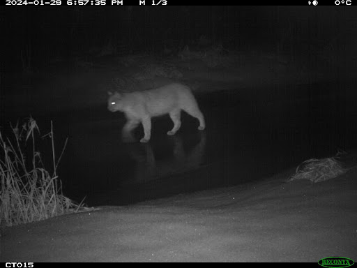 A Bobcat walking on frozen stream at night